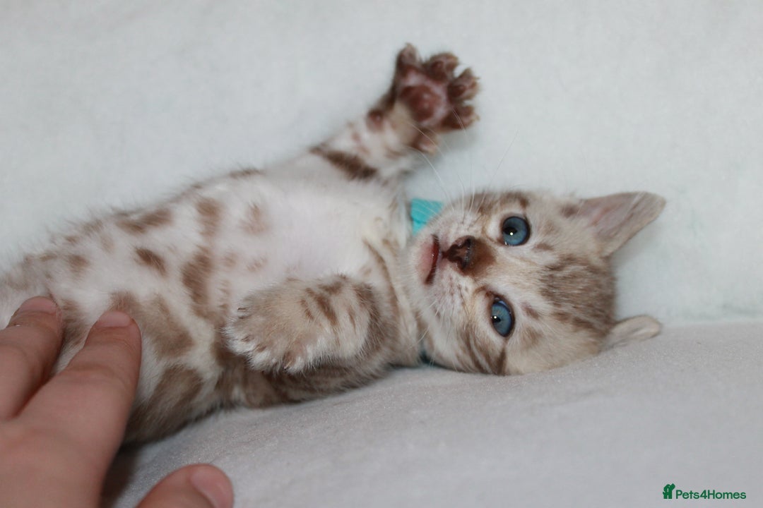 Bengal cats for sale: Pedigree TICA Bengal Kittens - Ready 07/01/26 - Advert 1