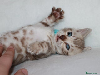 Bengal cats Pedigree TICA Bengal Kittens - Ready 07/01/26 - Advert 5