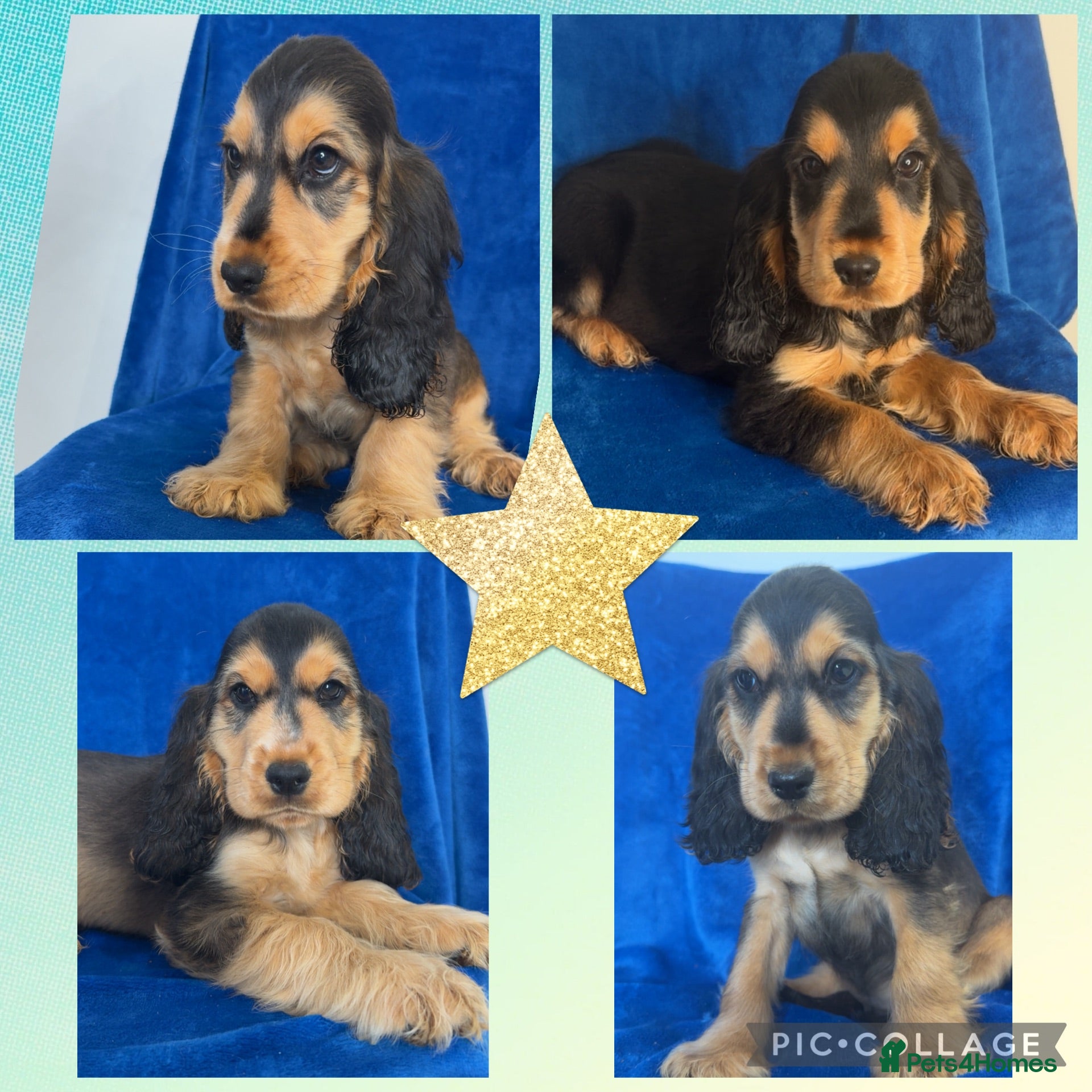Cocker Spaniel dogs Health Clear KC Reg Sable Show Cokers  - Advert 1