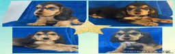 Cocker Spaniel dogs for sale: Health Clear KC Reg Sable Show Cokers  - Advert 1