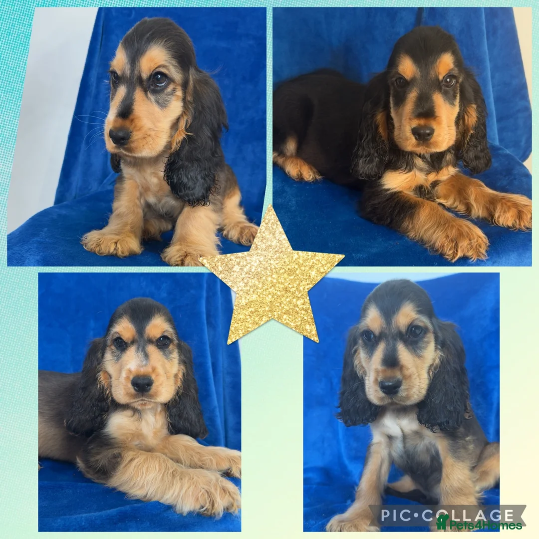 Cocker Spaniel dogs for sale: Health Clear KC Reg Sable Show Cokers  - Advert 1