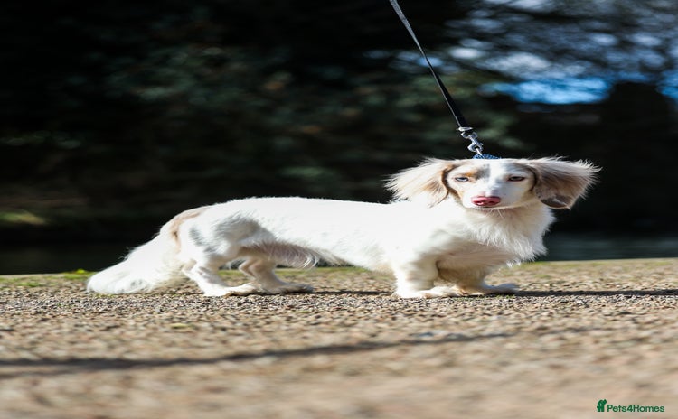 Miniature Dachshund dogs in Liverpool - Advert 16