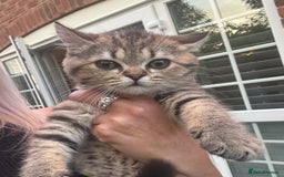 Brazilian Shorthair cats for sale: Last 2 gold tabby left ****READY TO GO ***** - Image 25