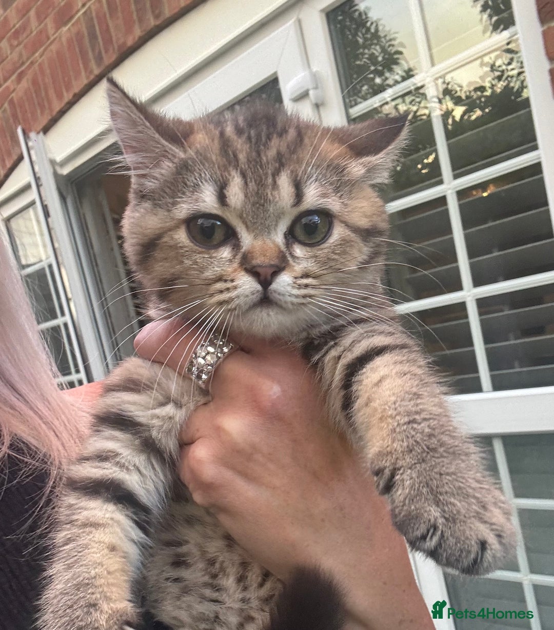 Brazilian Shorthair cats for sale: Last 2 gold tabby left ****READY TO GO ***** - Image 25