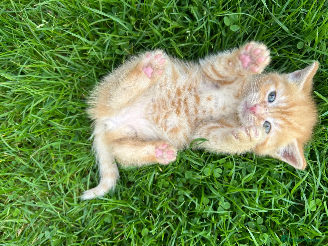 Mixed Breed cats for sale:  Gorgeous Tiger Pattern Mackerel Tabbies - Advert 1