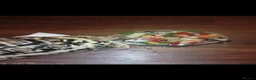 Tortoise reptiles for sale: Leopard tortoises  - Advert 4