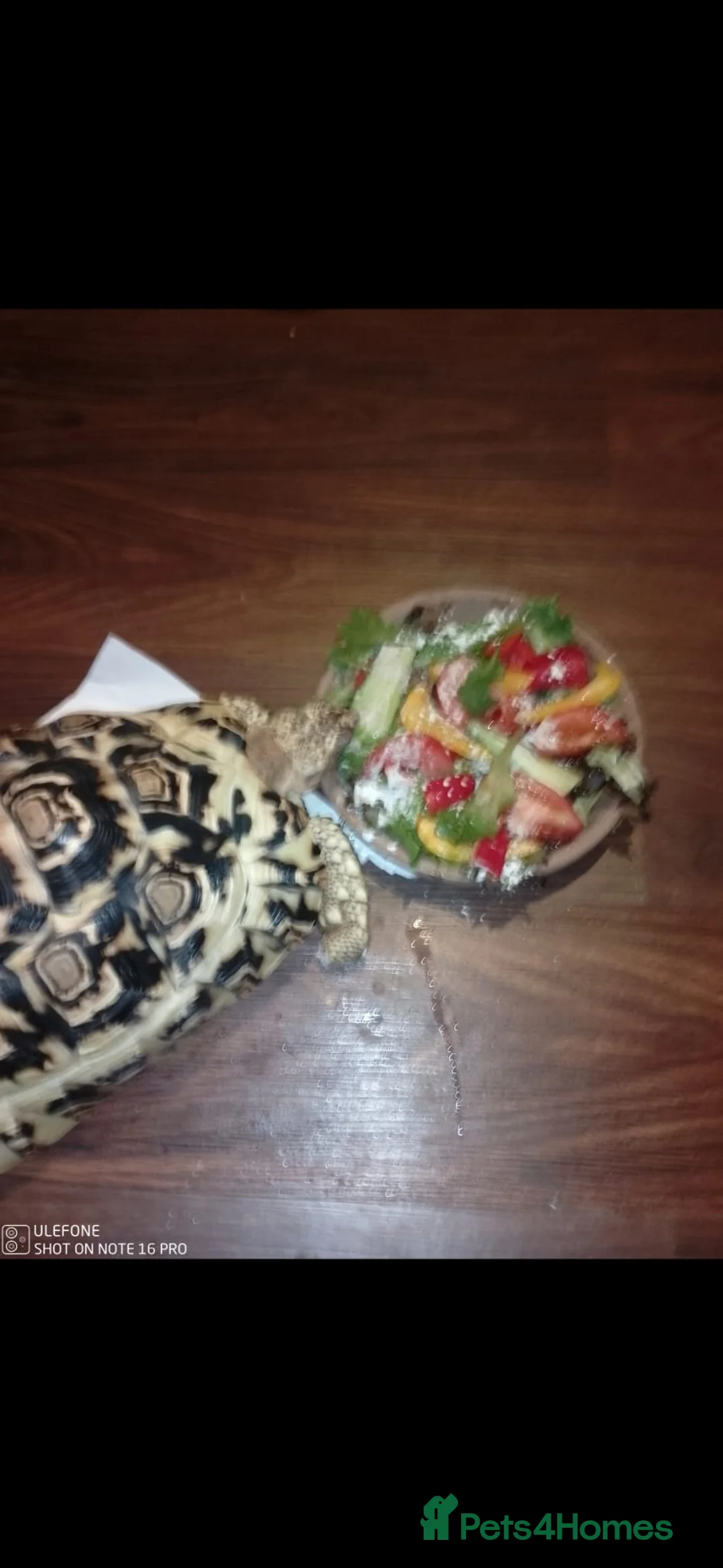 Tortoise reptiles for sale: Leopard tortoises  - Advert 4