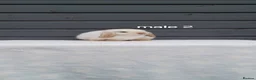 Mini Lop rabbits for sale: Purebred mini lop bunnies  - Advert 5
