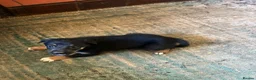 Border Collie dogs for sale: Adorable border collie puppies  - Advert 4