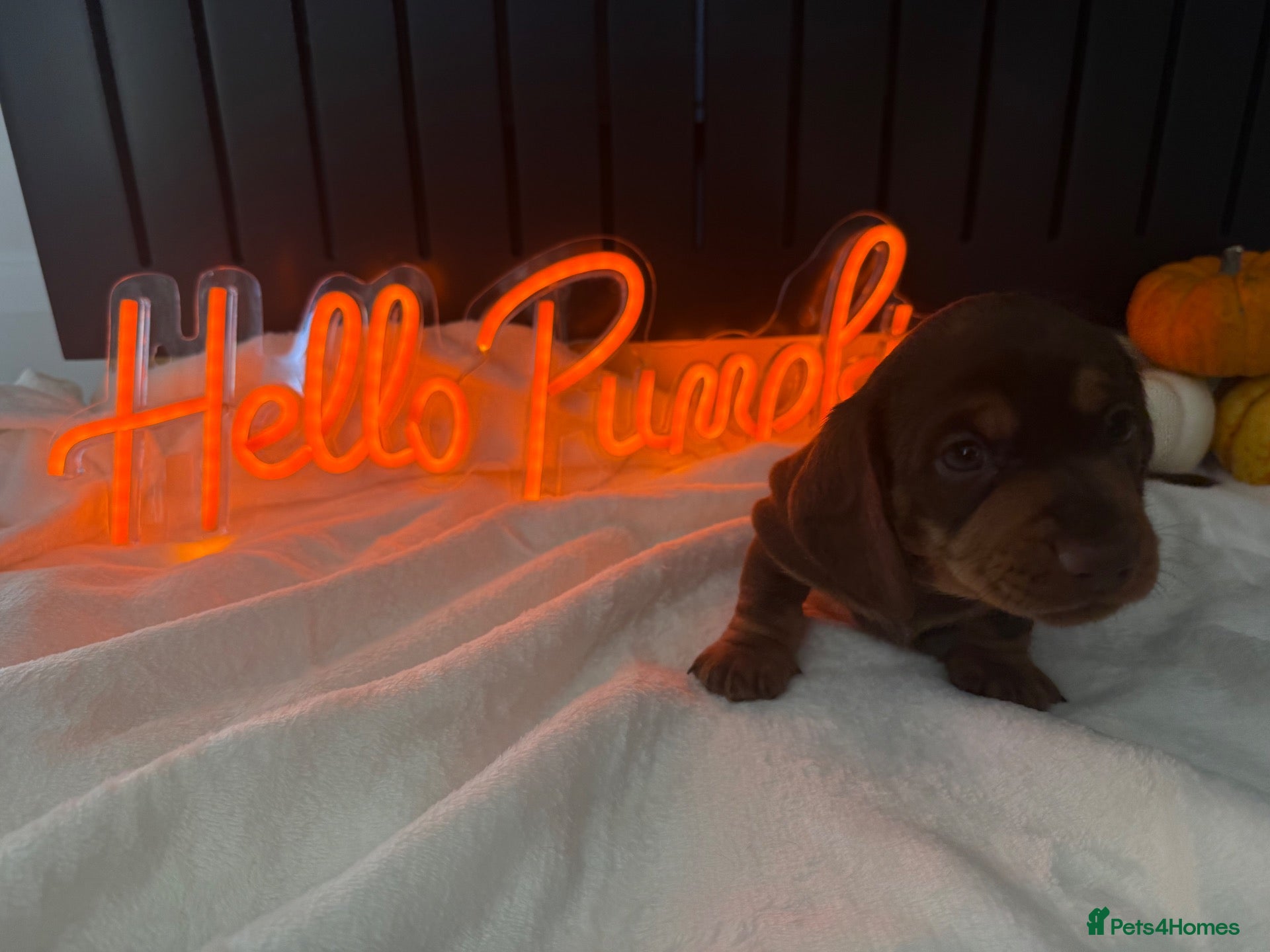 Miniature Dachshund dogs PERFECT LITTER OF MINIATURE DACHSHUNDS - Advert 1