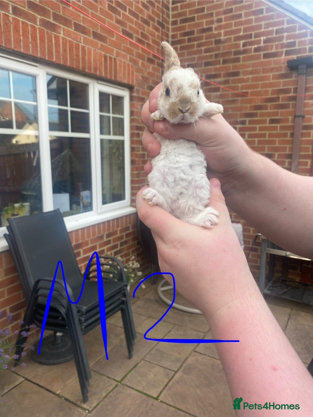French Lop rabbits for sale: Baby lops in Hexham - Image 10
