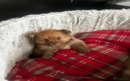 Pomeranian dogs for sale: THREE BEAUTIFUL POMERANIAN PUPPIES⚠️⚠️❗️  - Image 14