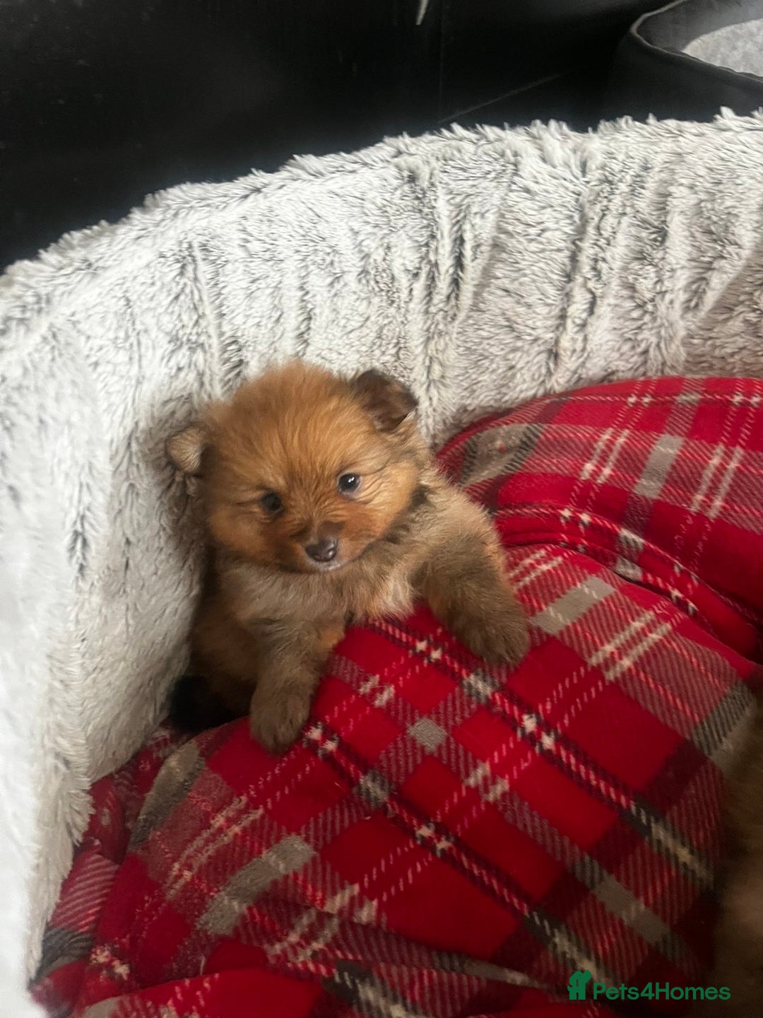 Pomeranian dogs for sale: THREE BEAUTIFUL POMERANIAN PUPPIES⚠️⚠️❗️  - Image 14