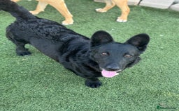 Mixed Breed dogs for adoption: Dashing Dave ready for a new home! - Image 8