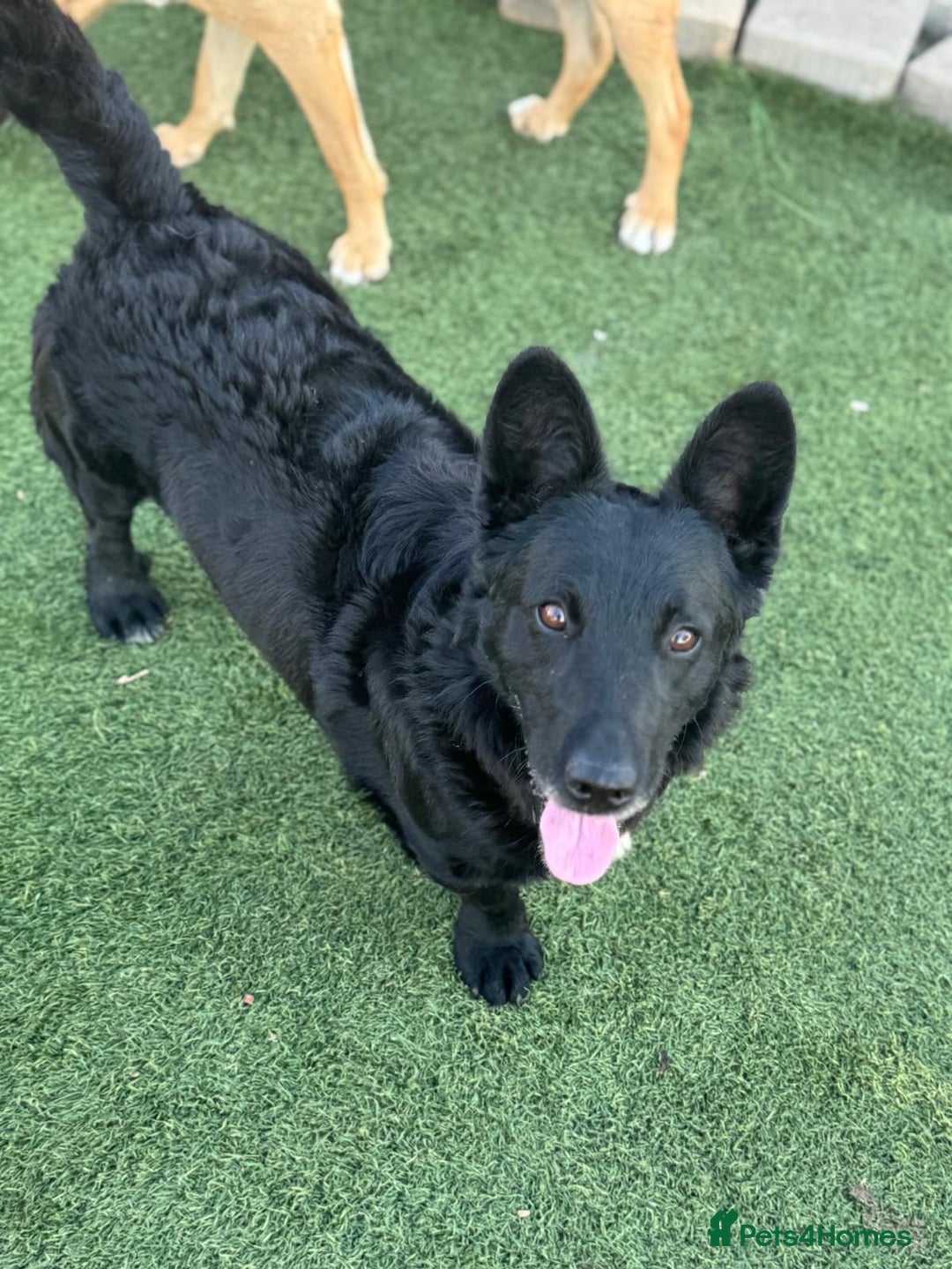 Mixed Breed dogs for adoption: Dashing Dave ready for a new home! - Image 8
