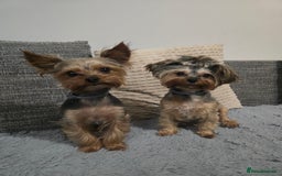 Yorkshire Terrier dogs for sale: Miniature yorkshire terrier puppy - Advert 11