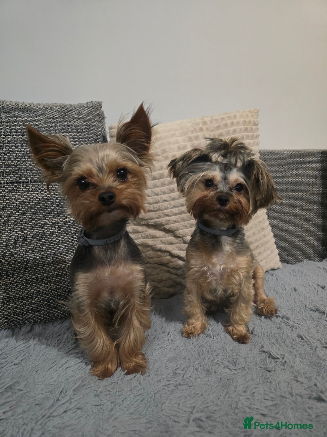 Yorkshire Terrier dogs for sale: Miniature yorkshire terrier puppy - Advert 11