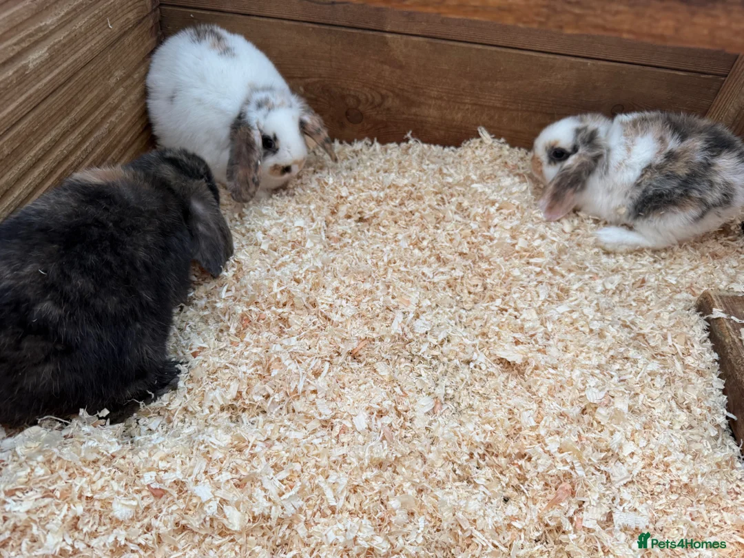 Mini Lion Lop rabbits for sale: Mini lop girls  - Advert 4
