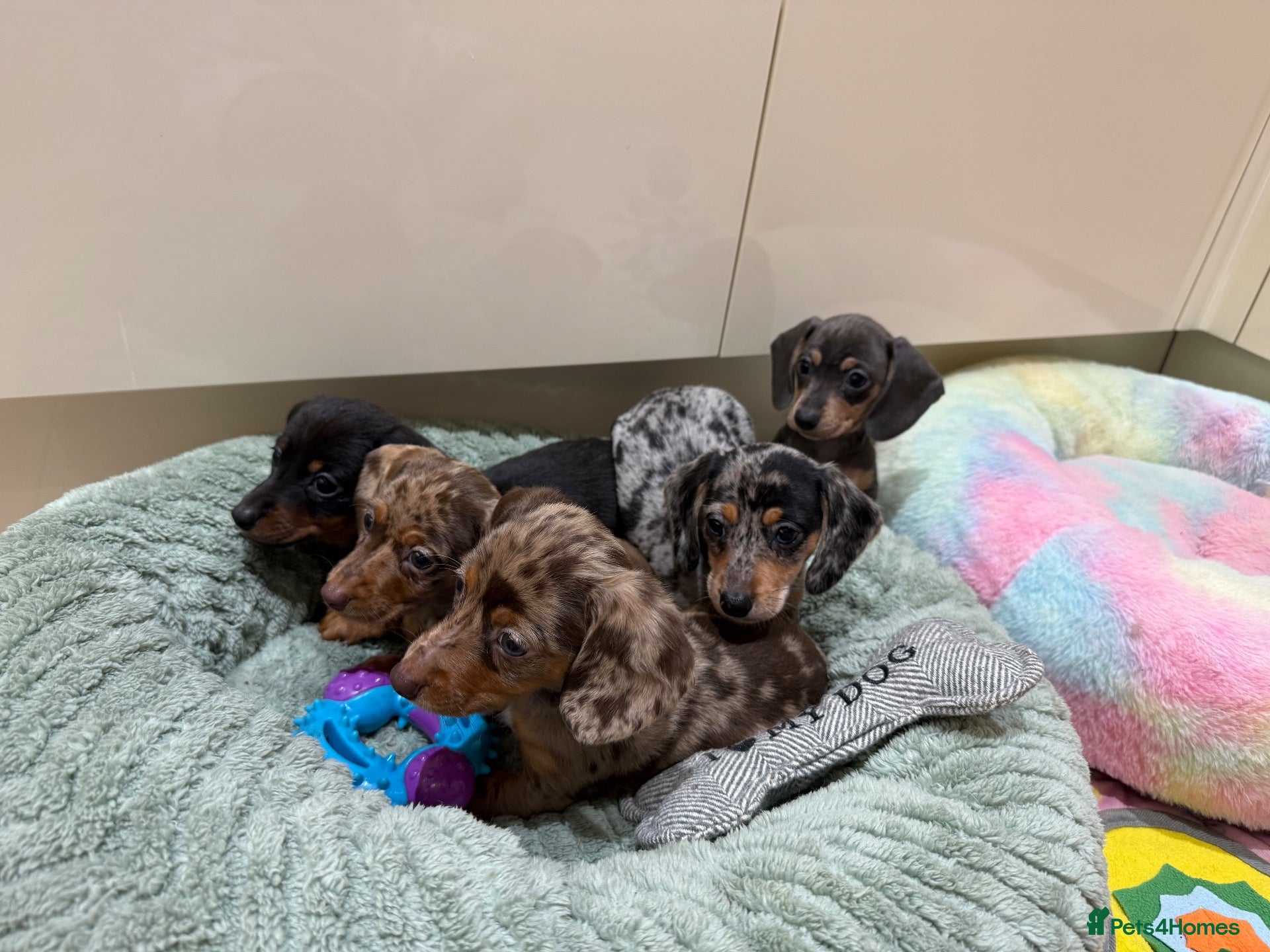 Miniature Dachshund dogs Beautiful Dapples 5 Star Licensed 5 Star reviews  - Advert 2