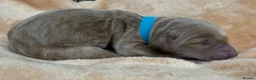 Double Doodle dogs for sale: Sunning littler of Doubledoodle puppies in Grimsby - Advert 30