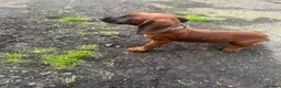 Bavarian Mountain Hound dogs for sale: Bavarian mountain hound pups - Advert 22