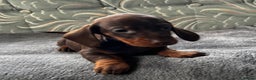 Dachshund dogs for sale: STUNNING KC REG STANDARD DACHSHUNDS  - Advert 22