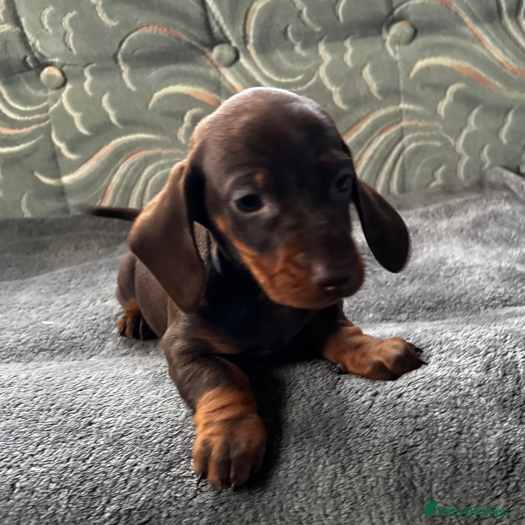 Dachshund dogs for sale: STUNNING KC REG STANDARD DACHSHUNDS  - Advert 22