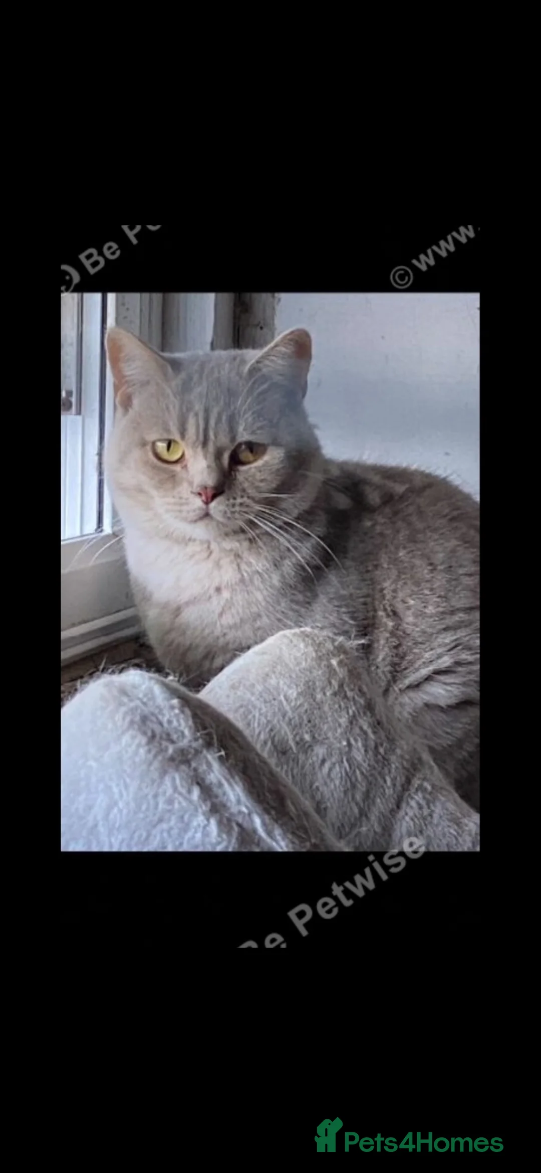 British Shorthair cats for sale: Stunning male lilac/spotted BSH kittens  - Advert 2