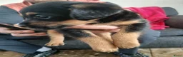 Jackapoo dogs for sale: Jackapoos - Advert 2