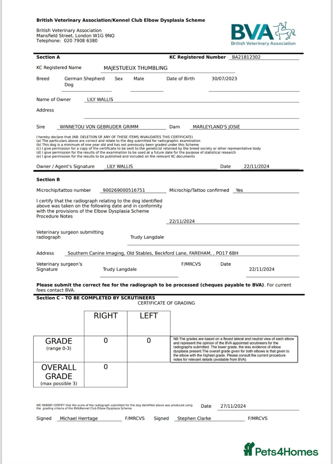 German Shepherd dogs for sale: KC GSD long coat.  Fantastic bloodlines.  - Advert 25