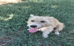 Mixed Breed dogs for adoption: A Gentle & Beautiful Girl - for a Loving Home - Image 13