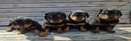 Rottweiler dogs for sale: Long haired Rottweilers  - Advert 3