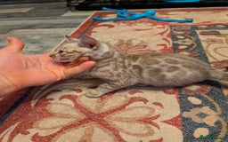 Bengal cats for sale: 7 Beautiful kittens are looking for a forever home - Image 2