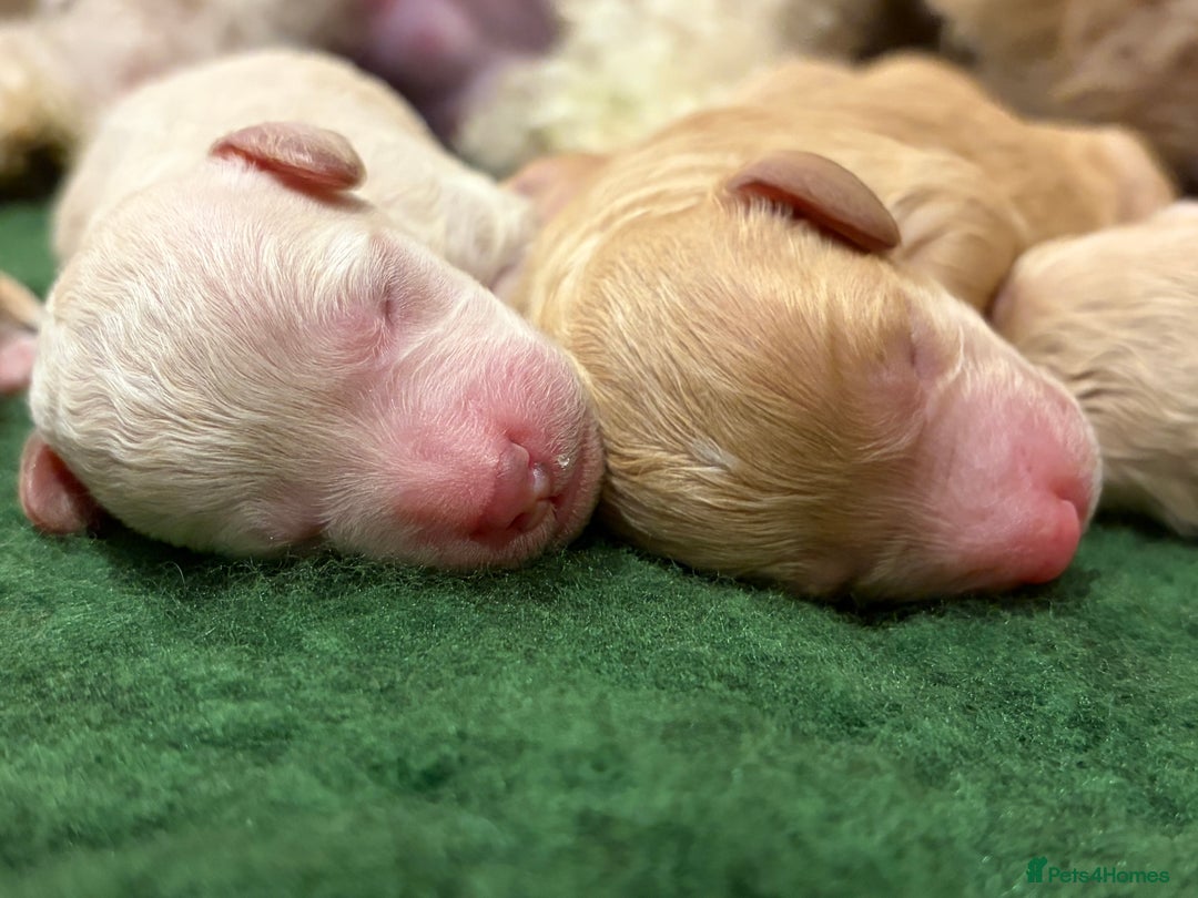 Poochon dogs for sale: Miniature Poochon puppies ready mid February - Advert 7