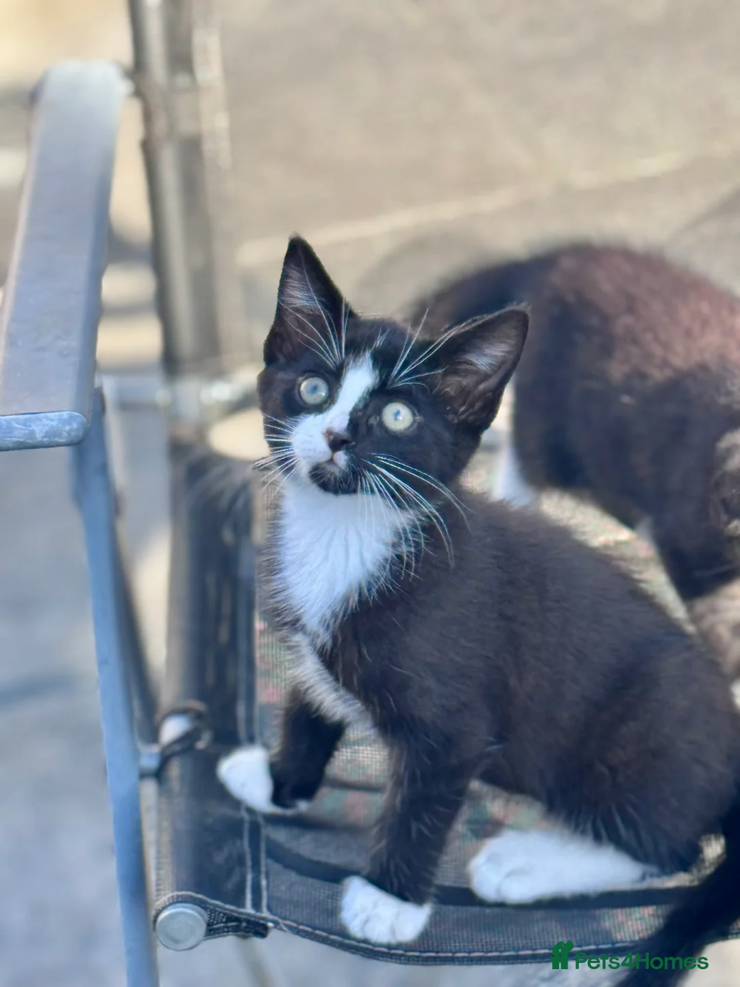 Mixed Breed cats for sale: 2 Adorable kittens for sale  - Advert 1