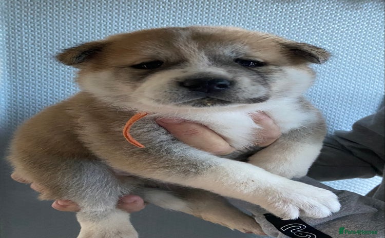 Akita dogs Akita  - Advert 2