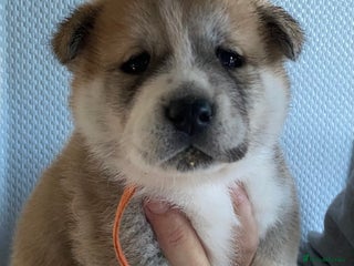 Akita dogs Akita - Advert 2