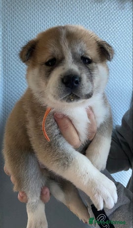 Akita dogs Akita - Advert 2