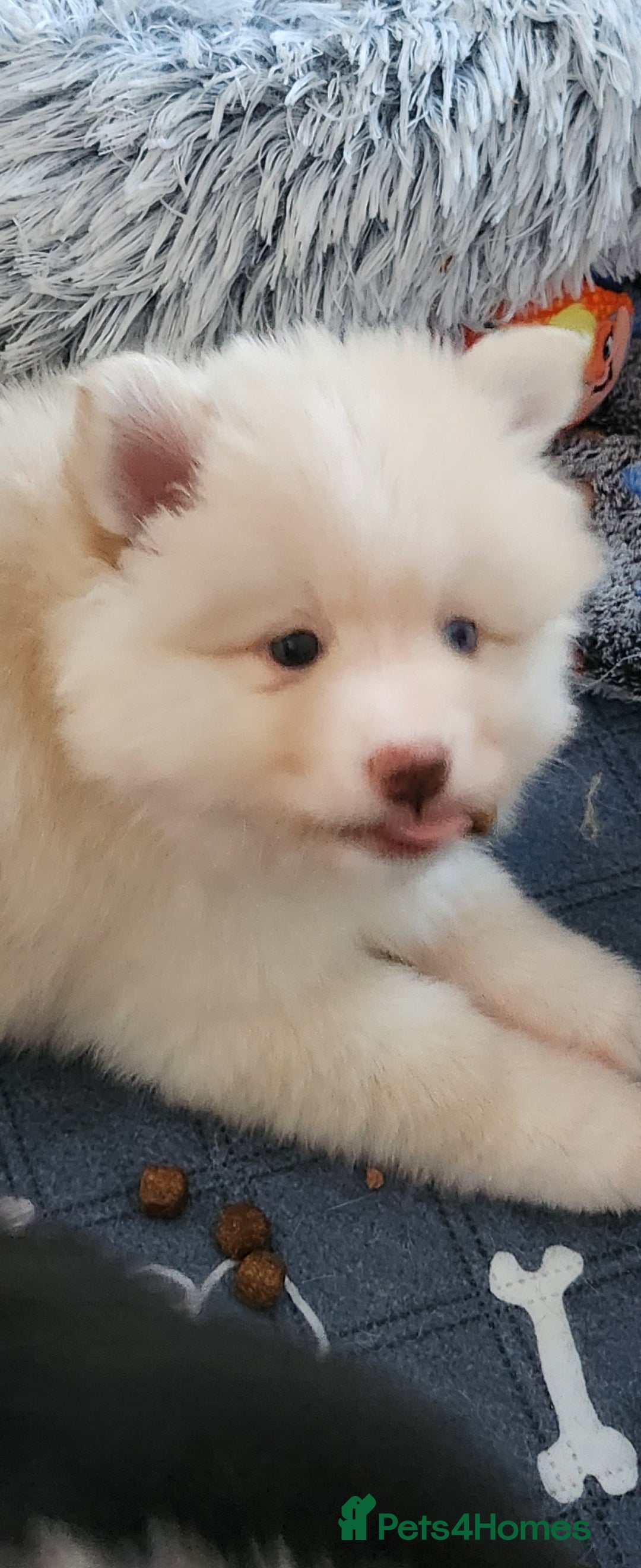 Pomsky dogs for sale: Heavenly Pomskies Puppies  - Image 30