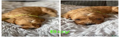 Cavapoo 1