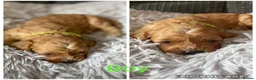 Cavapoo dogs for sale: F1 cavapoo puppies 🐶  - Advert 9