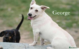 Mixed Breed dogs for adoption: ❤️Meet George - Advert 3
