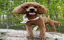 Cockapoo dogs for sale: COCKAPOO PUPS ( miniature x cockapoo ) ReadyDec 4 - Image 3