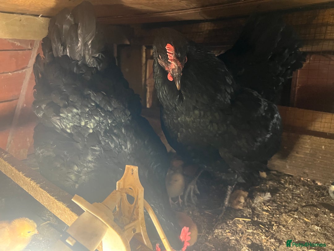 Chickens poultry for sale: 2 mum and 28 chicks for sale  - Image 7