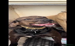 Bocker dogs for sale: Bocker girl - Image 3
