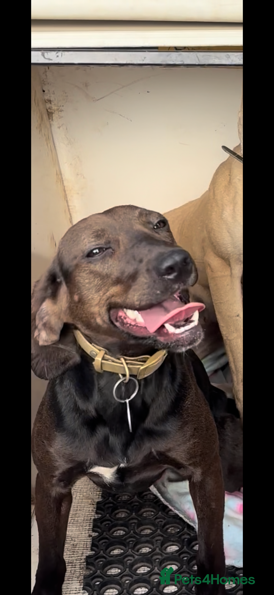 Bocker dogs for sale: Bocker girl - Image 3