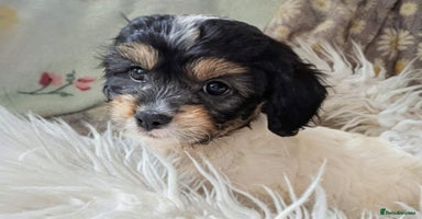 Cavapoo dogs - Advert 2