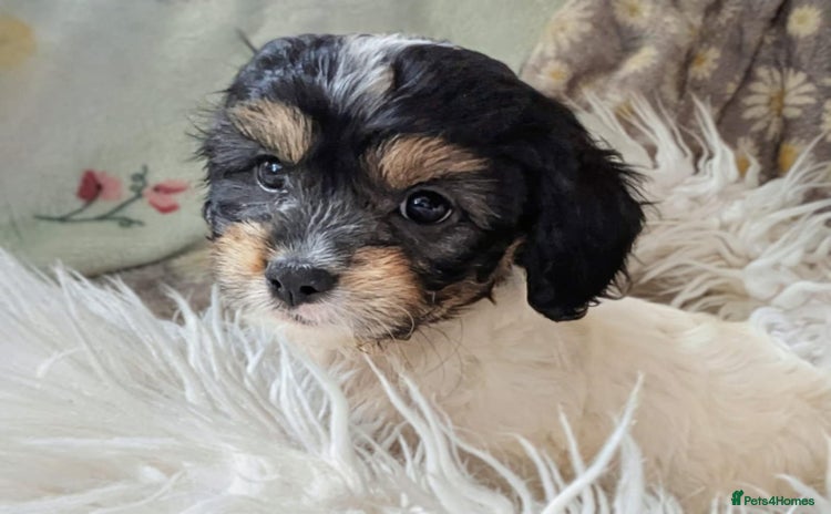 Cavapoo dogs - Advert 2