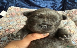 French Bulldog dogs for sale: Fluffy frenchies 🐶 - Image 10