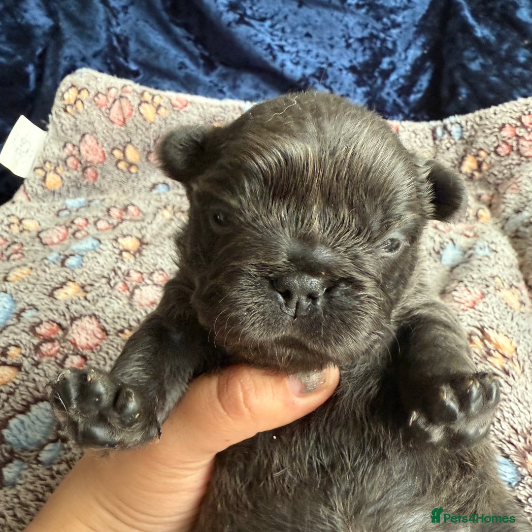 French Bulldog dogs for sale: Fluffy frenchies 🐶 - Image 10